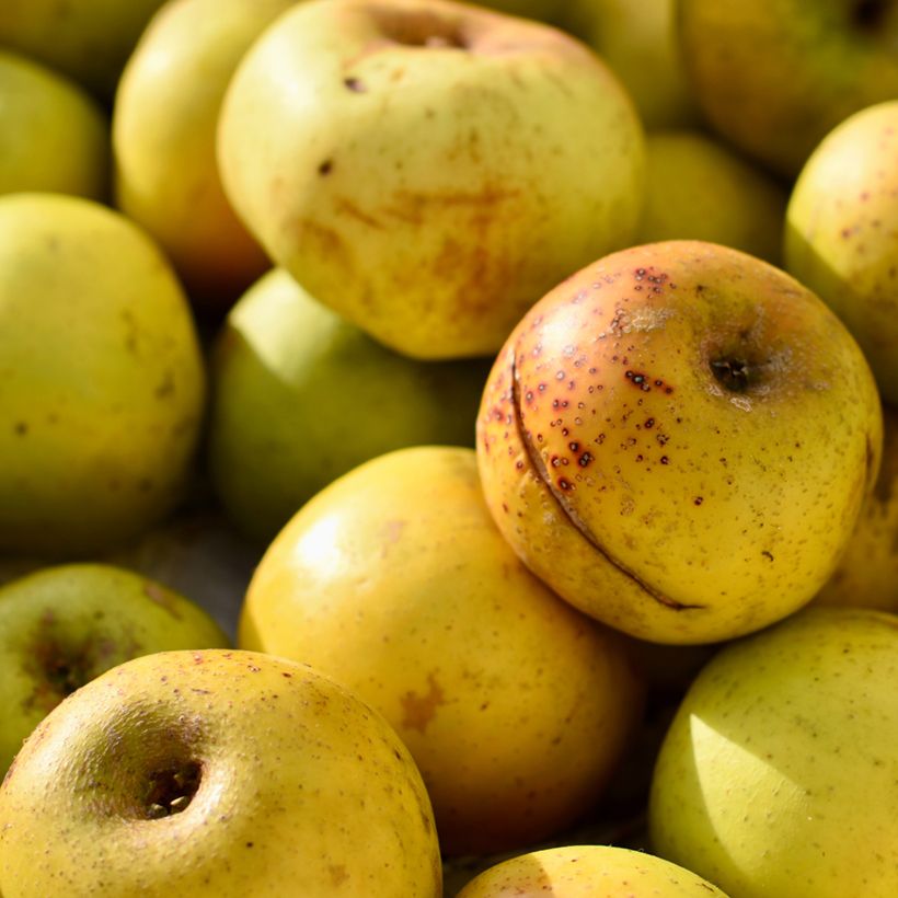 Pommier à cidre Douce Coët Ligné (Récolte)