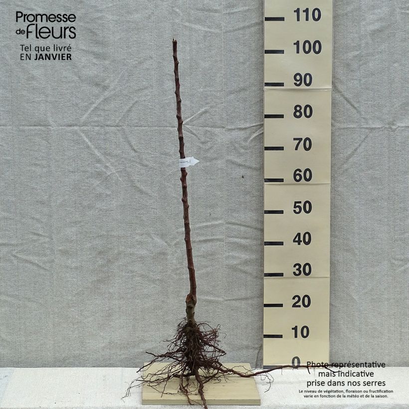 Spécimen de Pommier à cidre Marie Ménard Racines nues, Scion tel que livré en hiver