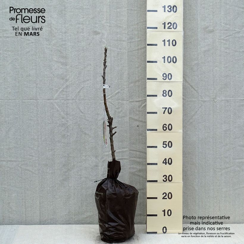 Spécimen de Pommier colonnaire Amboise - Georges Delbard Motte "Prêt-à-planter", Colonnaire tel que livré au printemps