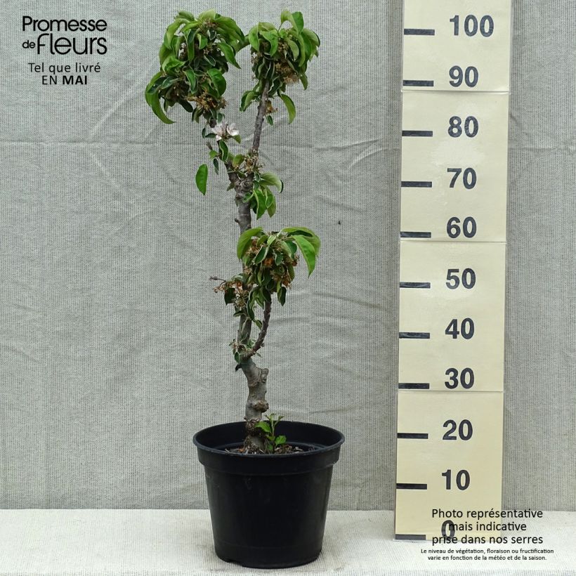 Spécimen de Pommier colonnaire Ballerina Valse Pot de 7,5L/10L, Colonnaire tel que livré au printemps
