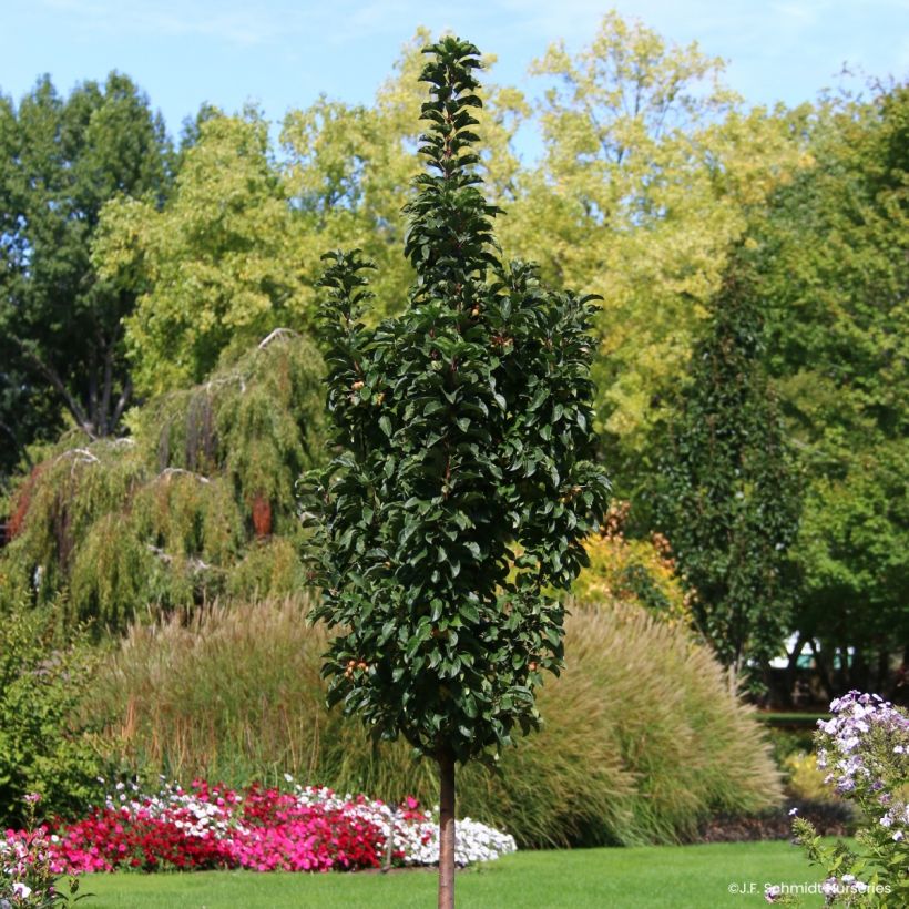 Pommier d'ornement - Malus Ivory Spear (Port)