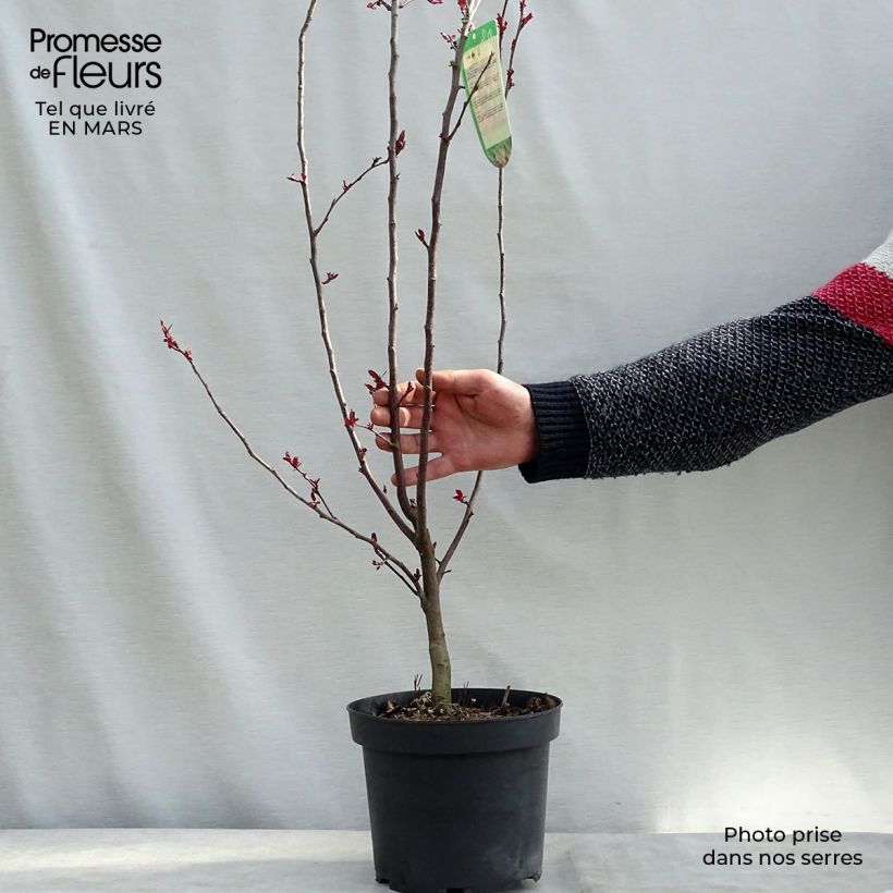 Spécimen de Pommier d'ornement - Malus Liset Pot de 7,5L/10L tel que livré au printemps