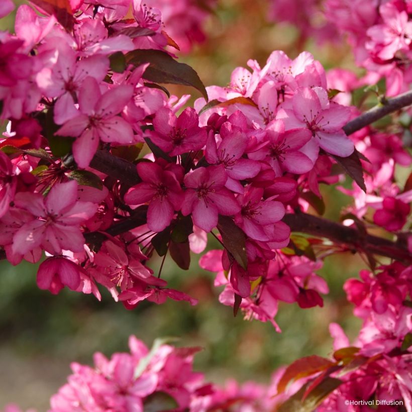 Pommier d'ornement - Malus Royal  Raindrops (Floraison)