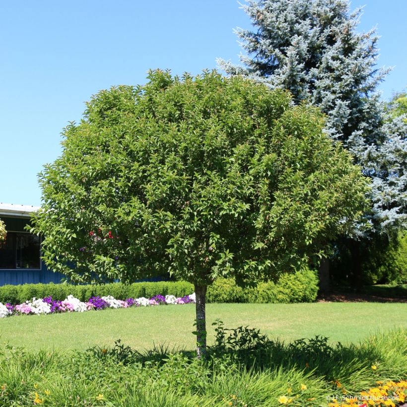 Pommier d'ornement - Malus JFS Sparkling Sprite (Port)