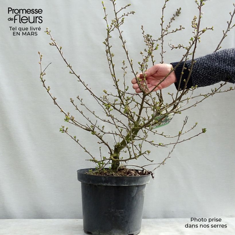 Spécimen de Pommier d'ornement - Malus toringo Tina Pot de 7,5L/10L tel que livré au printemps