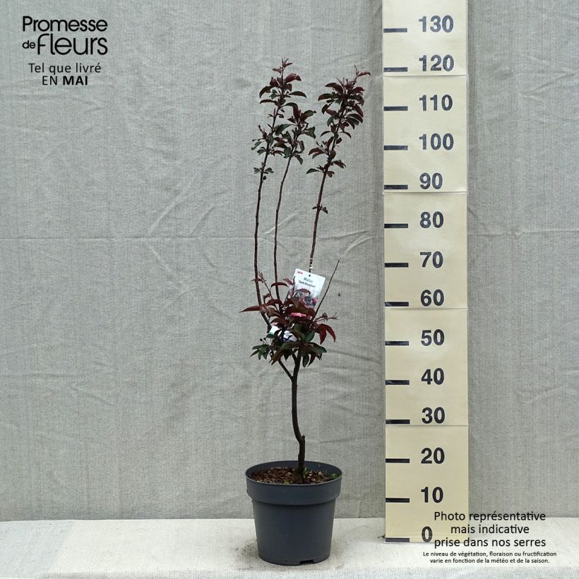 Spécimen de Pommier d'ornement - Malus Dark Rosaleen Pot de 6L/7L tel que livré au printemps