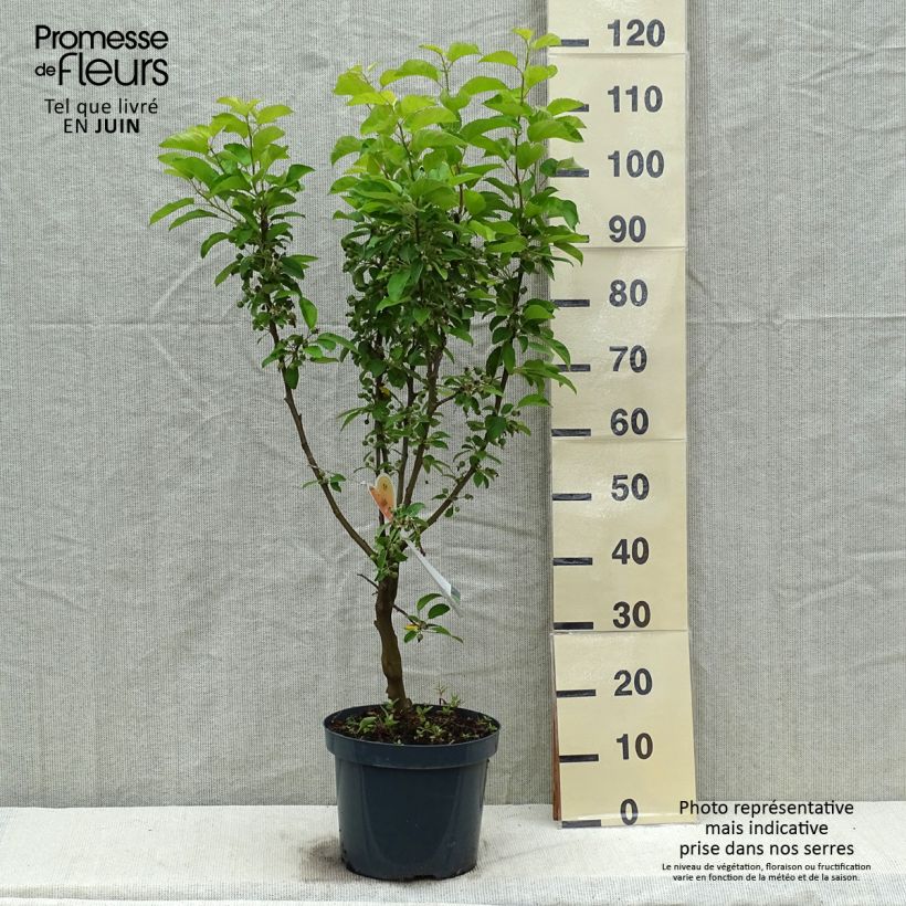 Spécimen de Pommier d'ornement - Malus Golden Hornet Pot de 6L/7L tel que livré au printemps