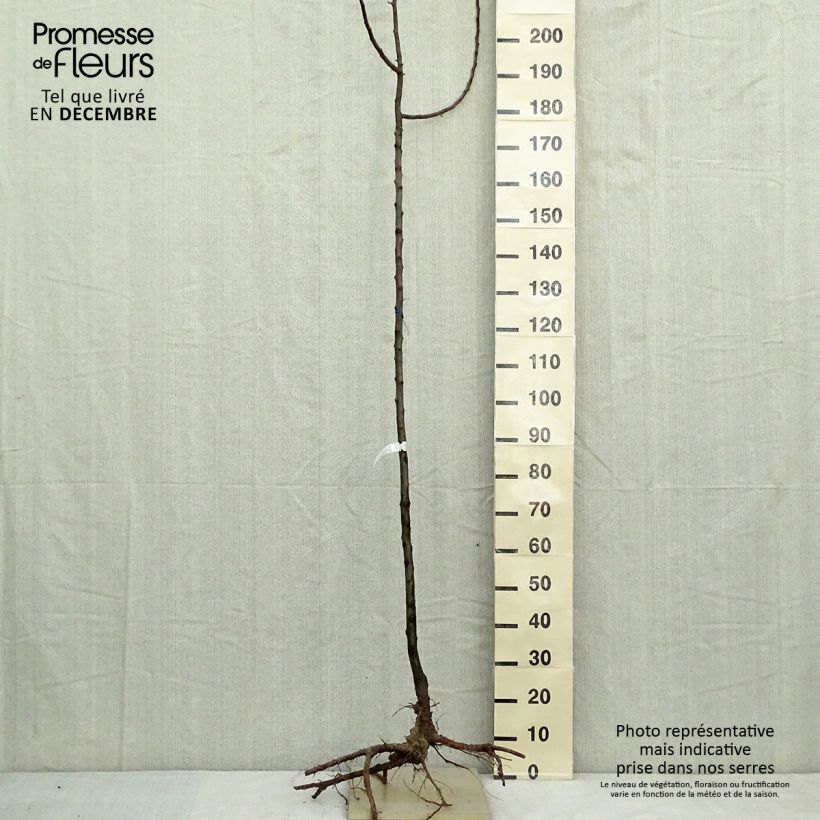 Spécimen de Pommier d'ornement - Malus Golden Hornet Racines nues, Tige, Tige 6/8 tel que livré en hiver