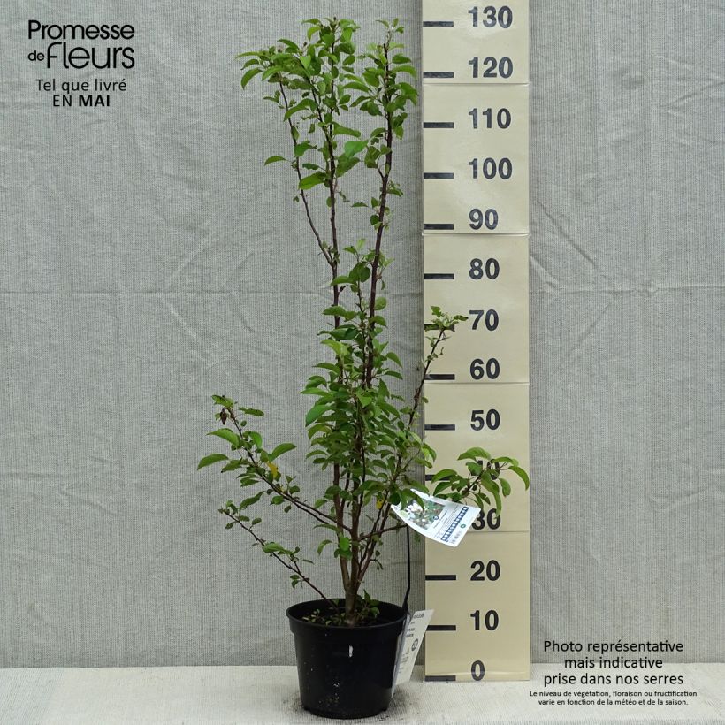 Example of Pommier d'ornement - Malus Perpetu Evereste Pot de 3L/4L as you get in printemps