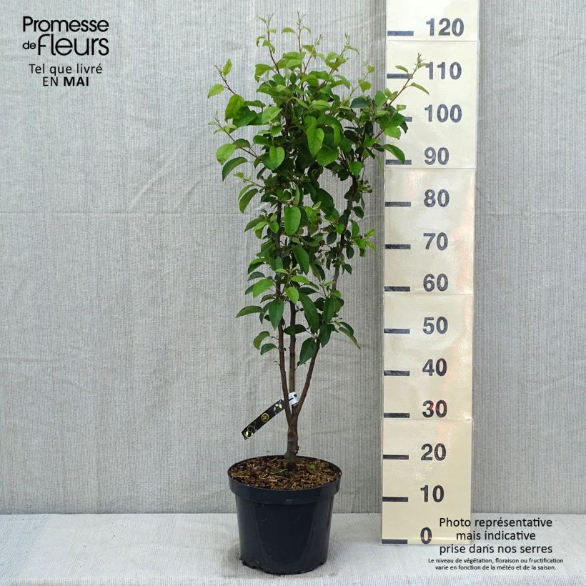 Example of Pommier d'ornement - Malus Perpetu Evereste Pot de 7,5L/10L, Mini-tige, Tigette de 15/20 cm as you get in printemps