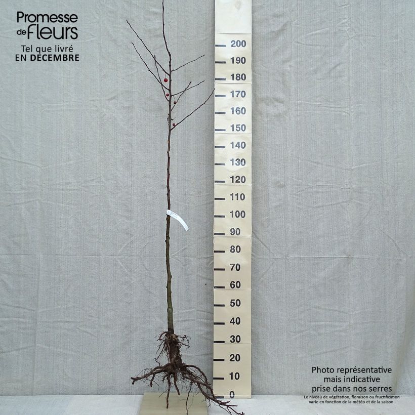 Example of Pommier d'ornement - Malus Perpetu Evereste Racines nues, Demi-Tige as you get in hiver