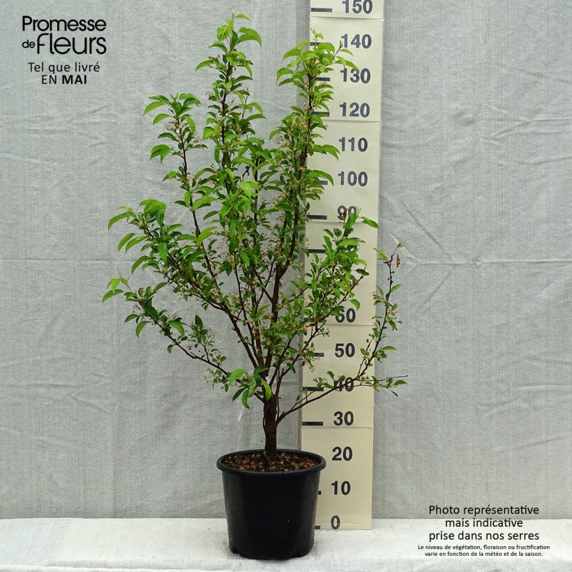 Spécimen de Pommier d'ornement - Malus Red Jewel Pot de 7,5L/10L, Fuseau, Quenouille tel que livré au printemps