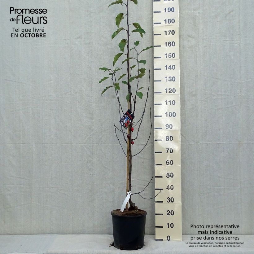 Spécimen de Pommier d'ornement - Malus Red Obelisk Pot de 12L/15L tel que livré en automne