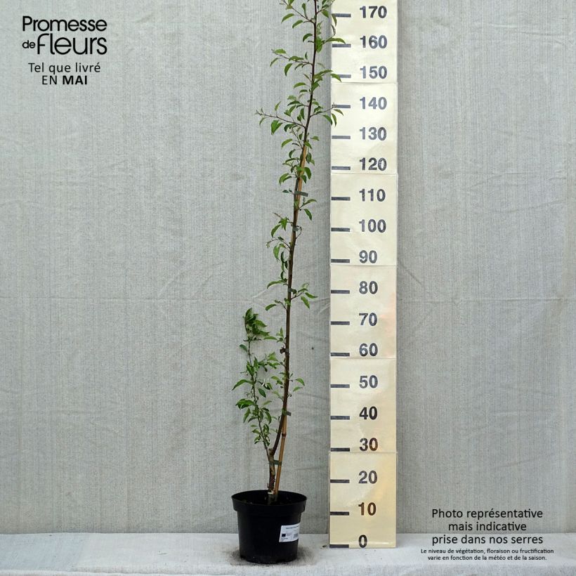 Spécimen de Pommier d'ornement - Malus toringo Brouwers Beauty  Pot de 4L/5L tel que livré au printemps