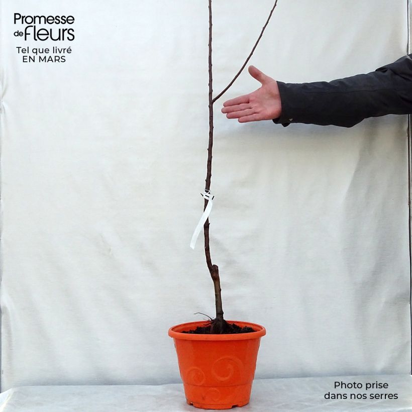 Spécimen de Pommier nain Garden Sun Red Pot de 6L/7L, 1/4 de tige, Tige de 40 cm tel que livré au printemps