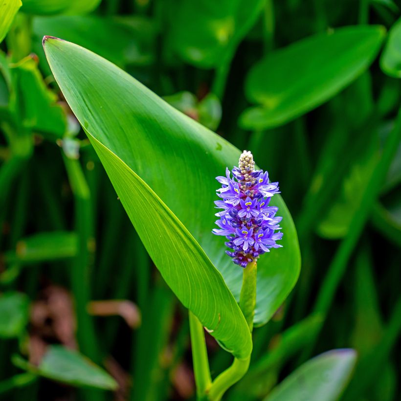 Pontederia cordata - Pontédérie à feuille en coeur (Flowering)