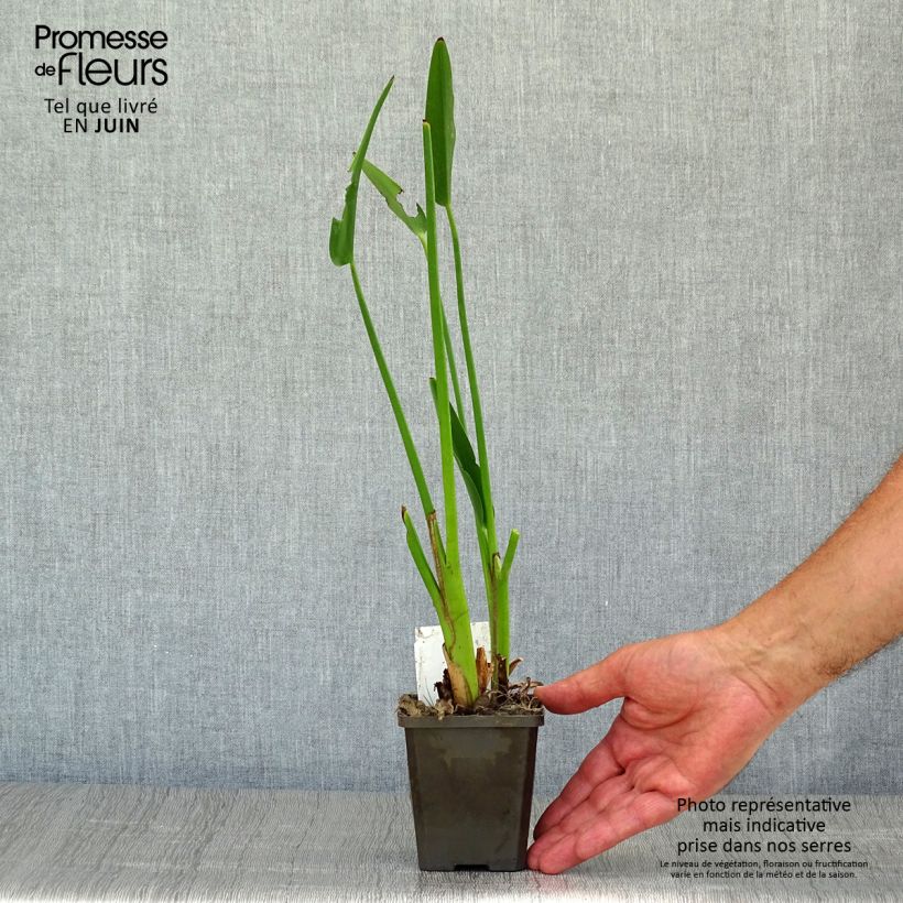 Spécimen de Pontederia lanceolata - Pontédérie à feuilles lancéolées Godet de 8/9 cm tel que livré en été