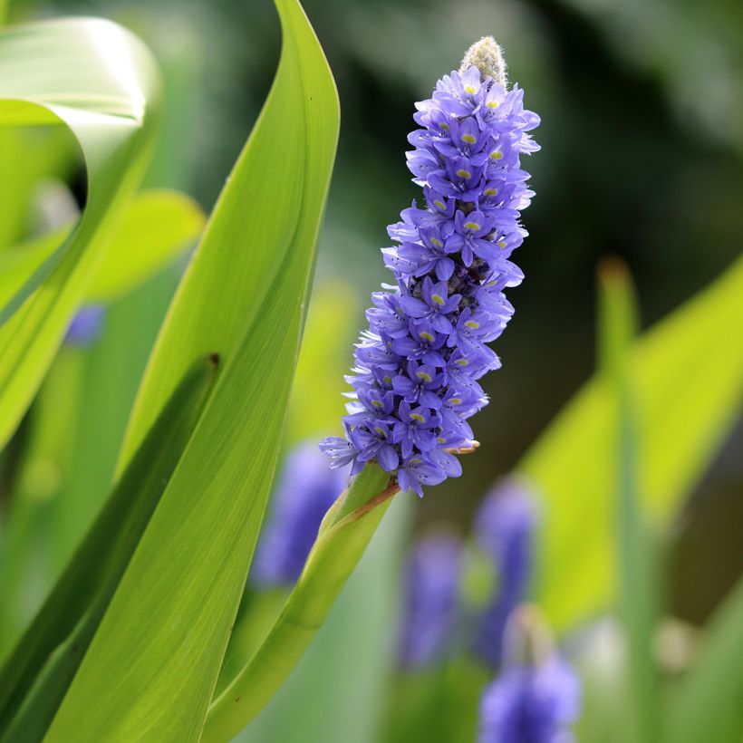 Pontederia lanceolata - Pontédérie à feuilles lancéolées (Flowering)