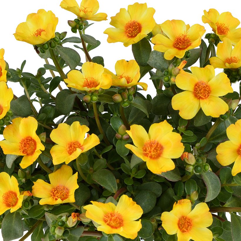 Portulaca Pazzaz Nano Yellow Twist (Floraison)