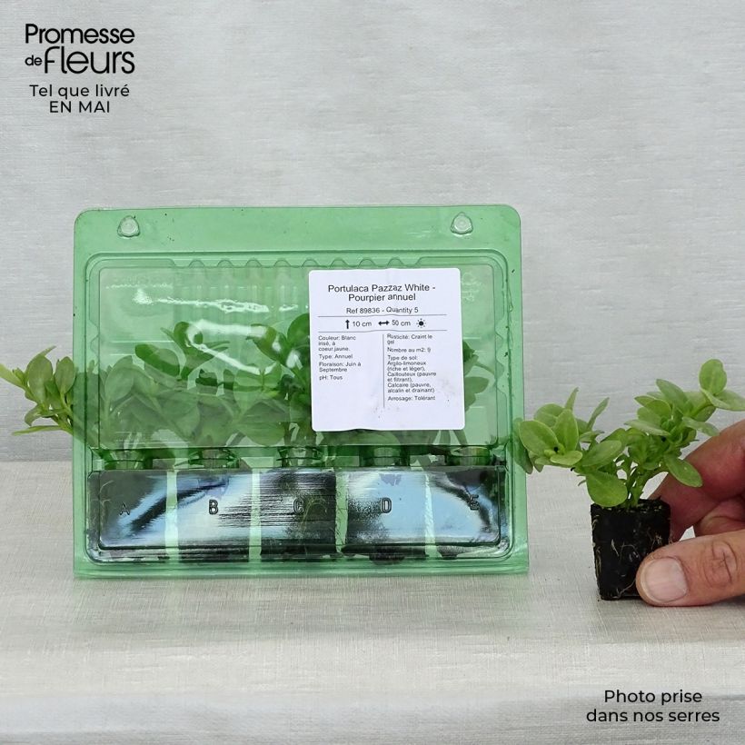 Spécimen de Portulaca Pazzaz White - Pourpier annuel Mini-motte Ø 3/4 cm tel que livré au printemps