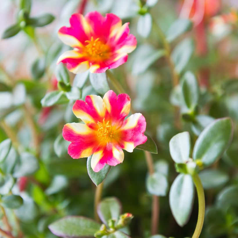 Portulaca Campino Twist Pink - Pourpier annuel (Floraison)