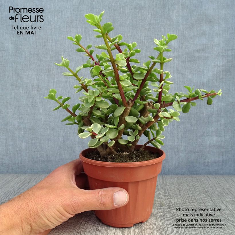 Spécimen de Portulacaria afra Variegata Pot de 12 cm / 13 cm tel que livré au printemps