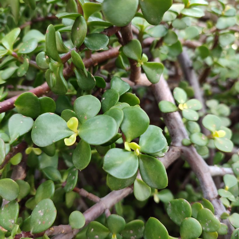 Portulacaria afra - Pourpier en arbre (Feuillage)
