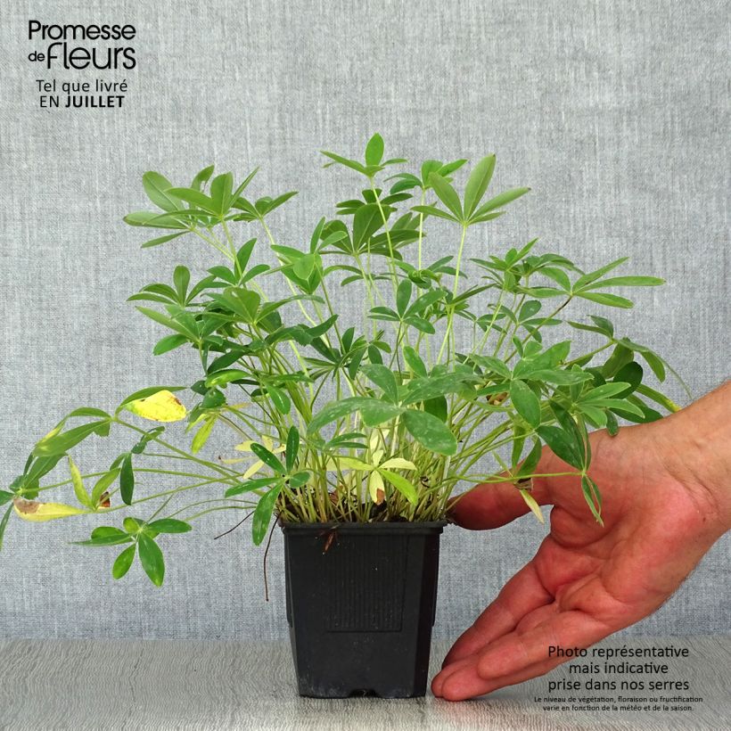 Spécimen de Potentilla alba - Potentille blanche Godet de 8/9 cm tel que livré en été