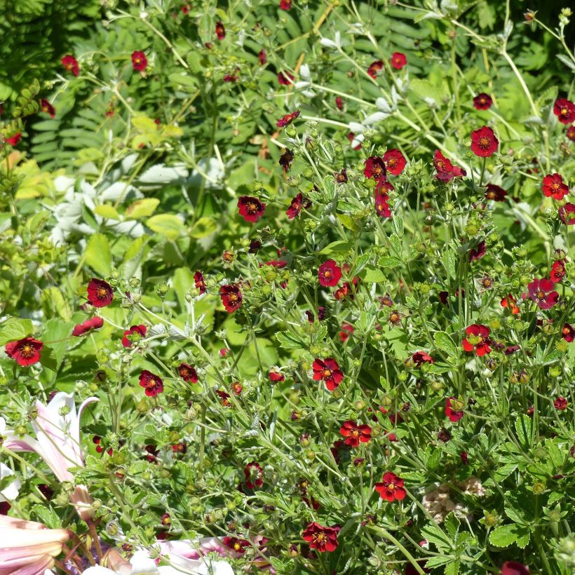 Potentille sanguine - Potentilla atrosanguinea (Port)