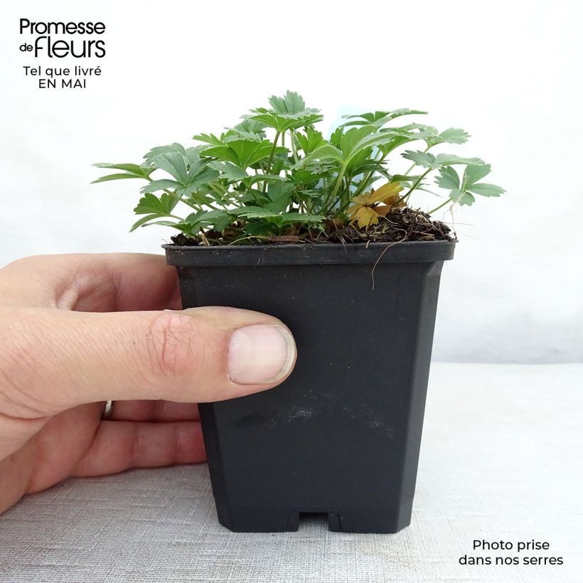 Spécimen de Potentilla aurea - Potentille dorée Godet de 8/9 cm tel que livré au printemps