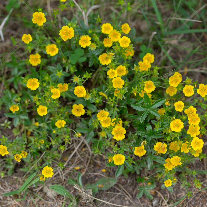 Potentilla aurea - Potentille dorée (Port)