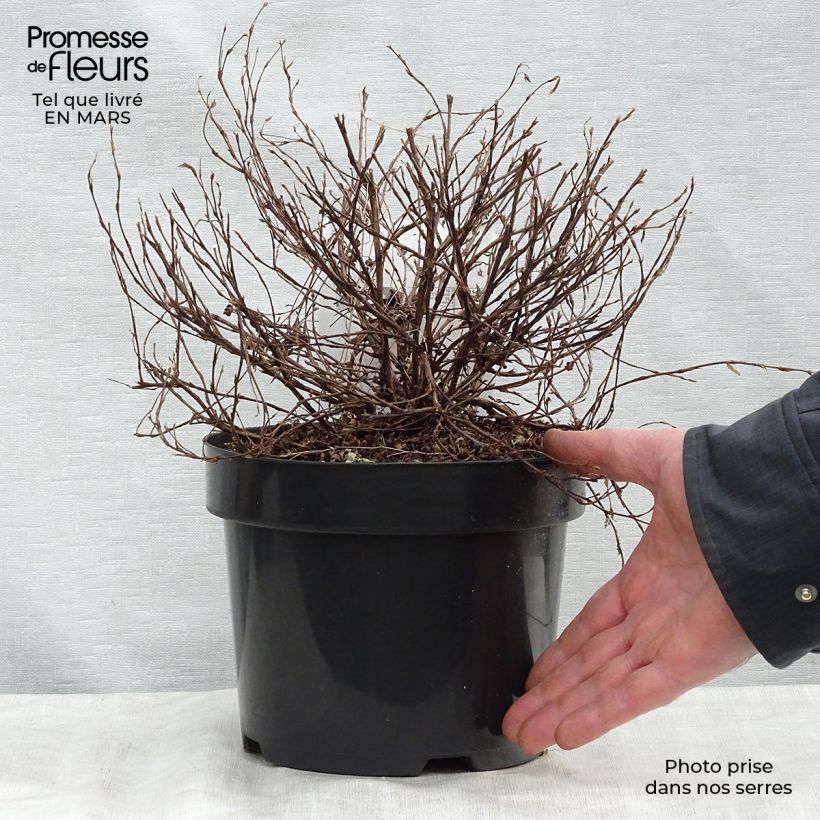 Spécimen de Potentilla fructicosa Glamour Girl - Potentille arbustive Pot de 2L/3L tel que livré au printemps