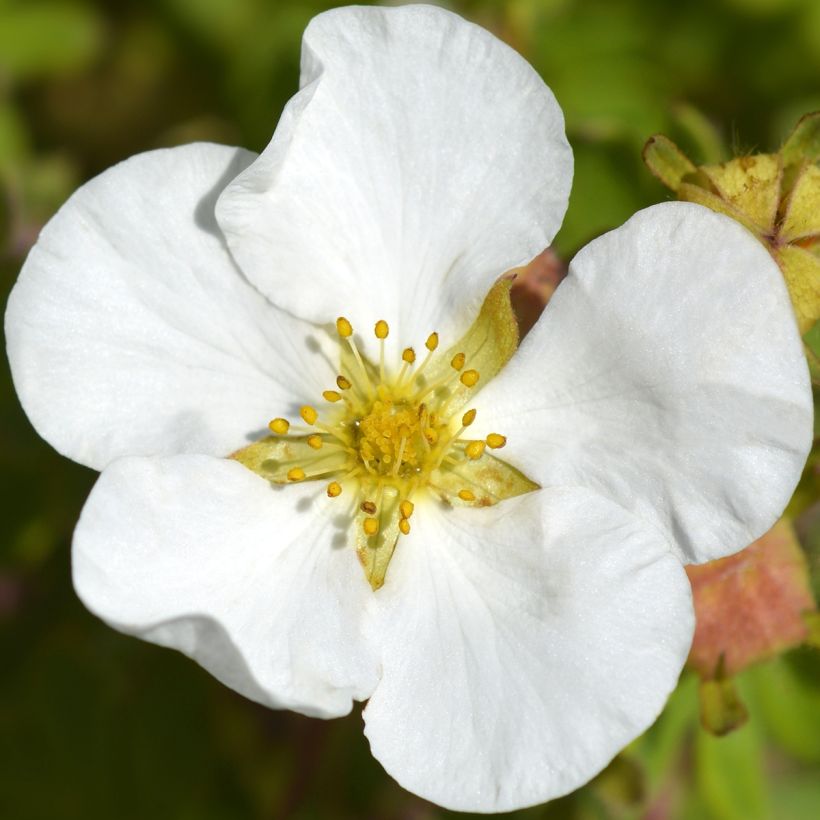 Potentille arbustive - Potentilla fruticosa Bella Bianca (Flowering)