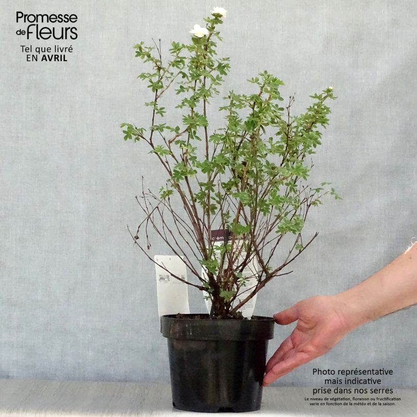 Example of Potentilla fruticosa Creme brulée- Potentille arbustive Pot de 2L/3L as you get in printemps