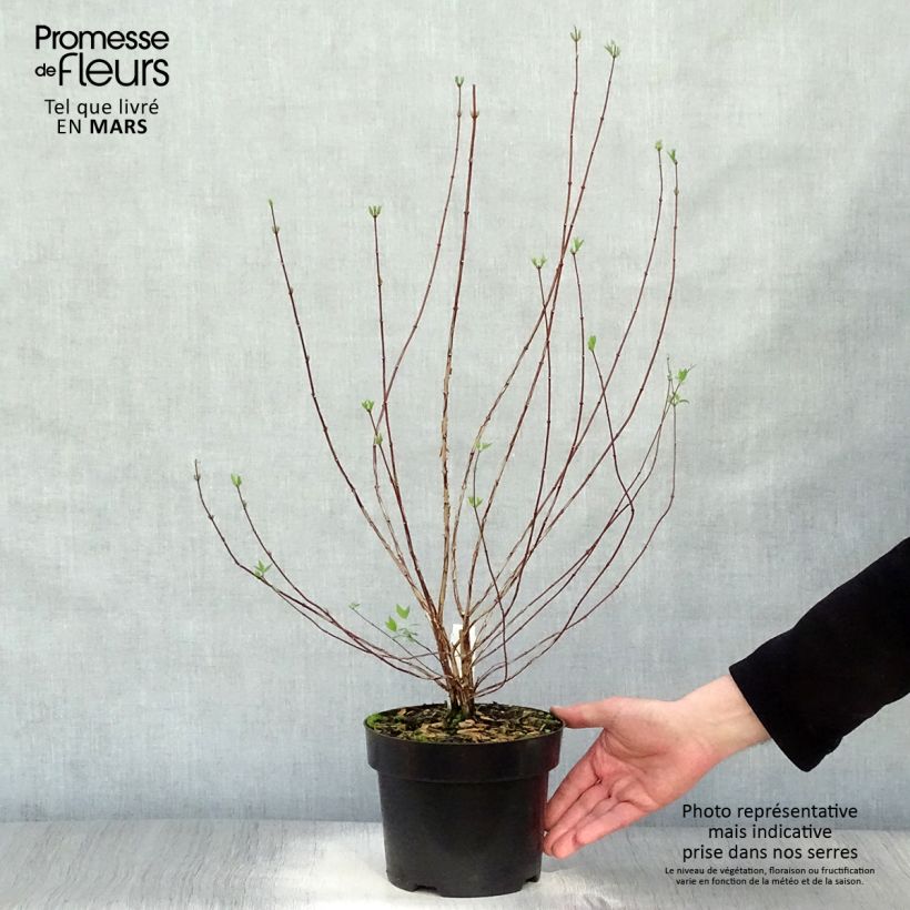Spécimen de Potentilla fruticosa Goldfinger - Potentille arbustive  Pot de 3L/4L tel que livré au printemps
