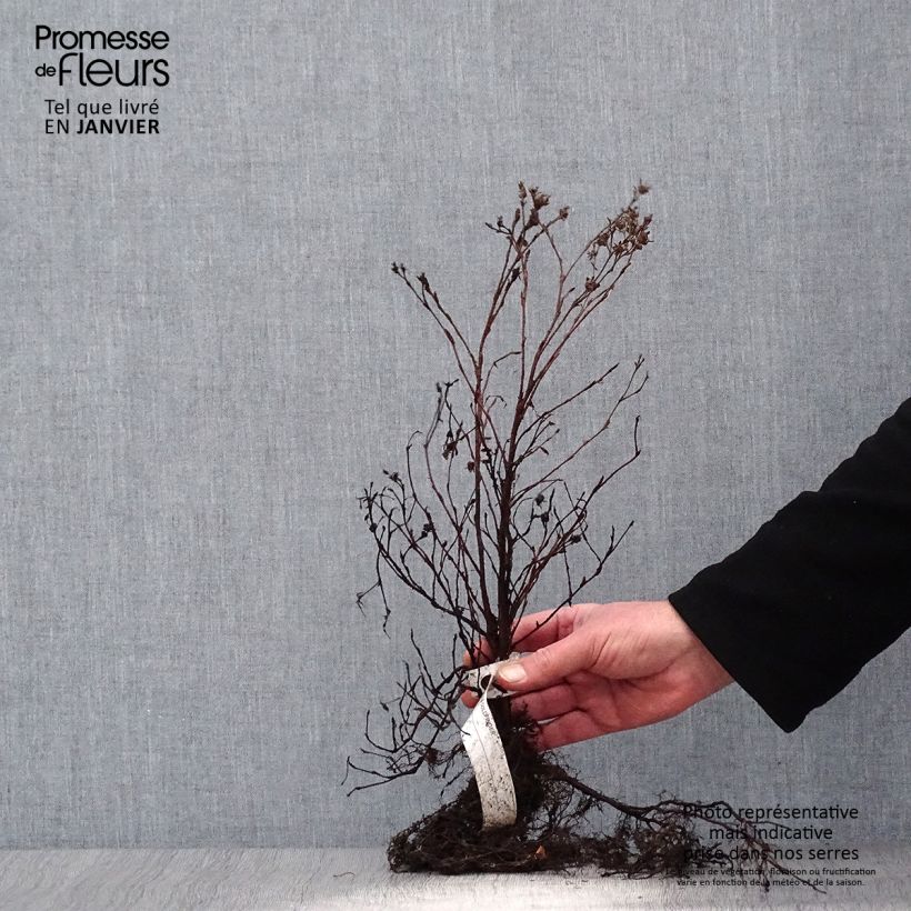 Spécimen de Potentilla fruticosa Goldfinger - Potentille arbustive  Racines nues tel que livré en hiver