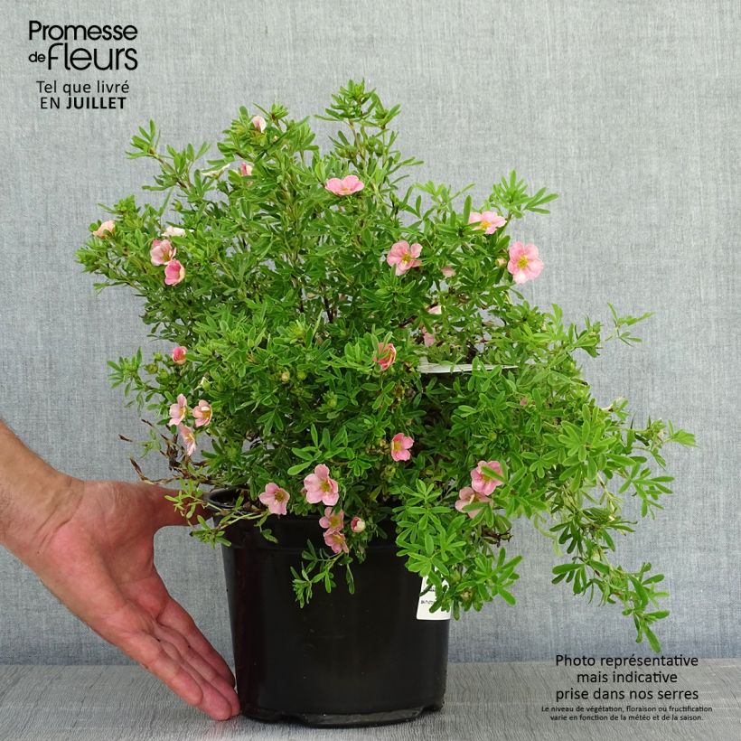 Spécimen de Potentilla fruticosa Lovely Pink- Potentille arbustive Pot de 1,5L/2L tel que livré en été