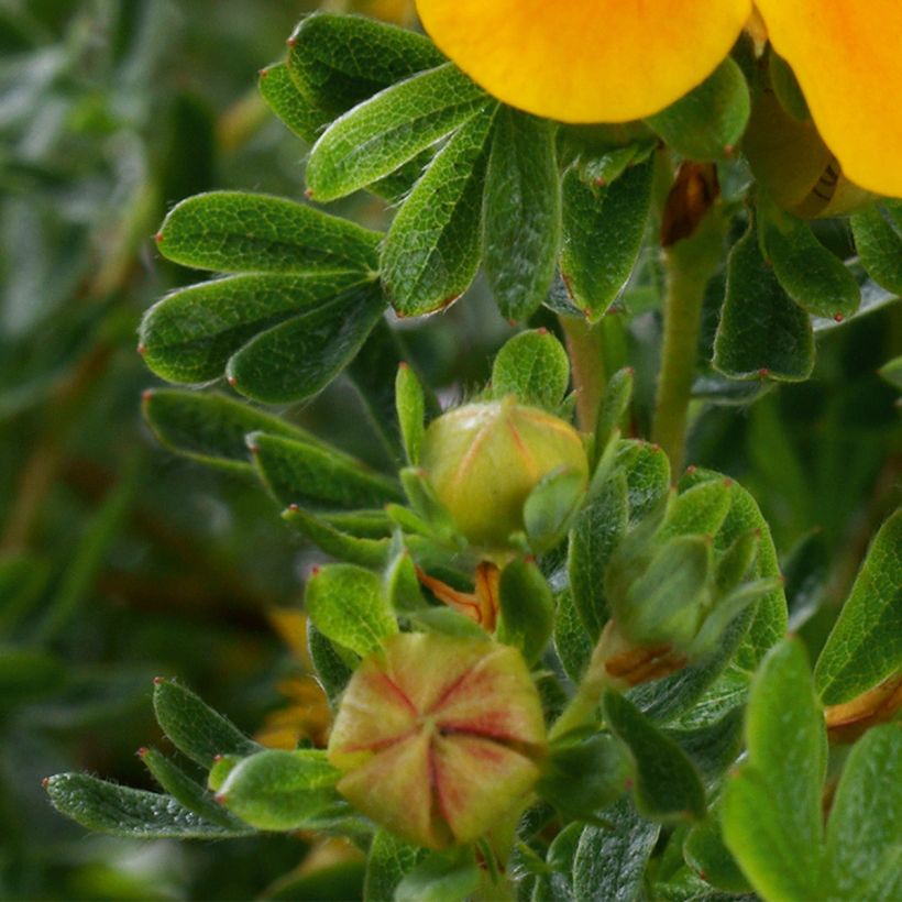 Potentilla fruticosa Mandarin Tango - Potentille arbustive (Foliage)