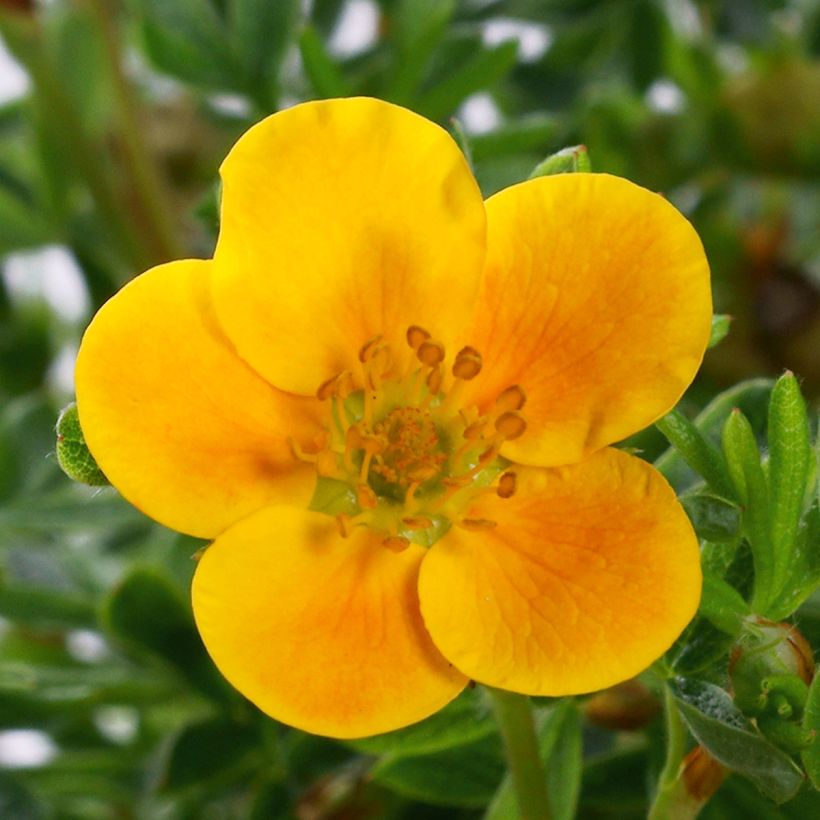 Potentilla fruticosa Mandarin Tango - Potentille arbustive (Flowering)