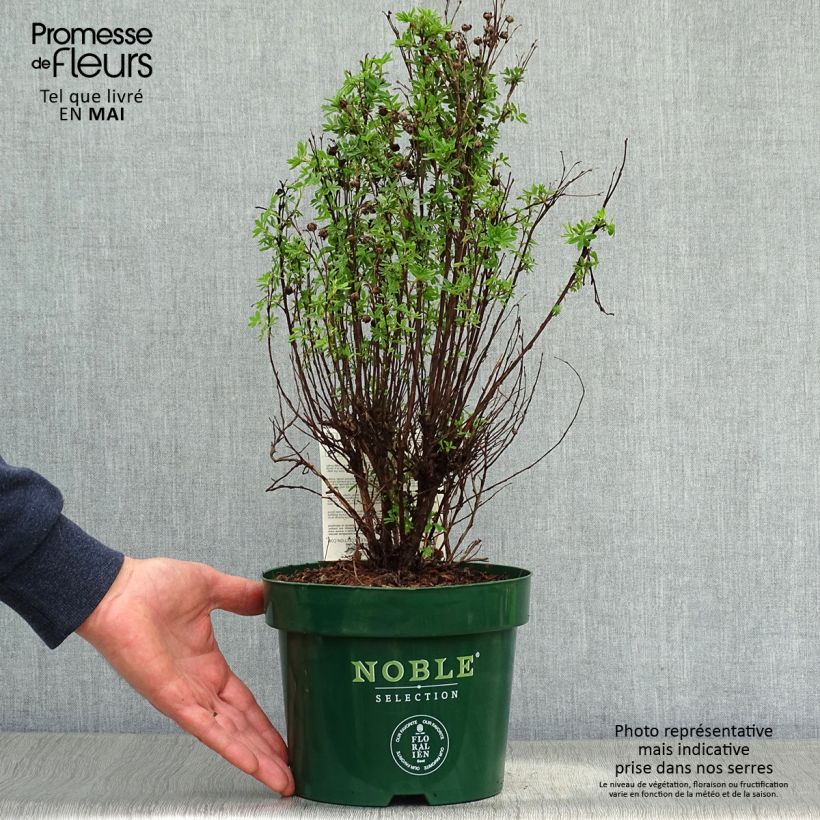 Example of Potentilla fruticosa Mango Tango- Potentille arbustive Pot de 2L/3L as you get in printemps