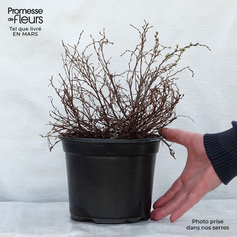 Spécimen de Potentilla fruticosa Marian Red Robin - Potentille arbustive Pot de 1L/1,5L tel que livré au printemps