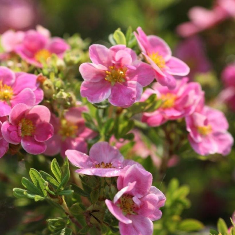 Potentilla fruticosa Pink Paradise - Potentille arbustive (Flowering)