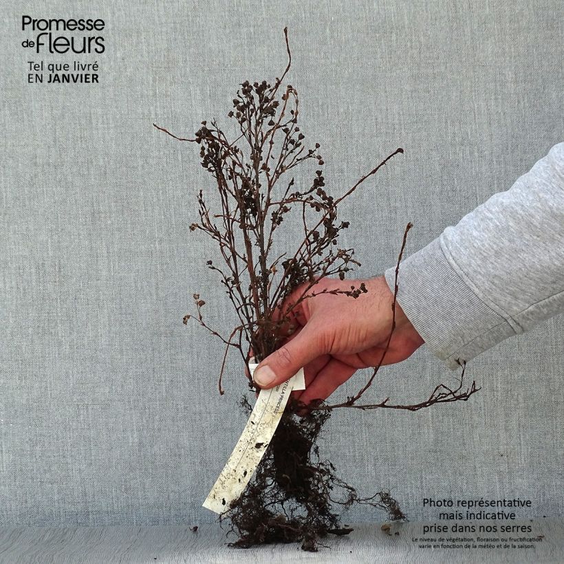 Example of Potentilla fruticosa Princess Pink Queen - Potentille arbustive Racines nues as you get in hiver