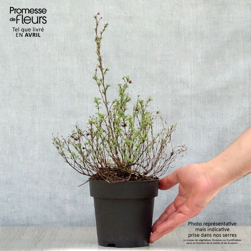 Example of Potentilla fruticosa Red Ace - Potentille arbustive Pot de 1L/1,5L as you get in printemps