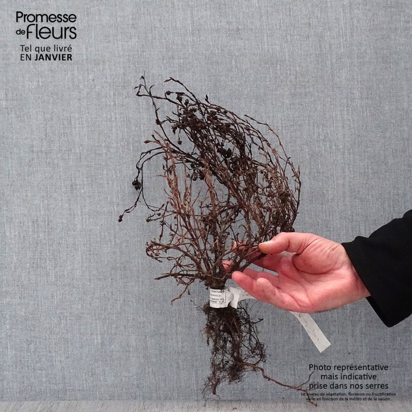 Example of Potentilla fruticosa Red Ace - Potentille arbustive Racines nues as you get in hiver