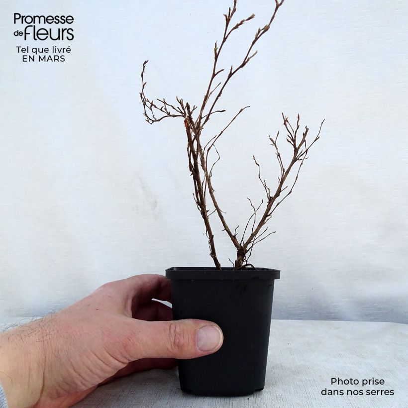 Example of Potentilla fruticosa Red Ace - Potentille arbustive Godet de 8/9 cm as you get in printemps