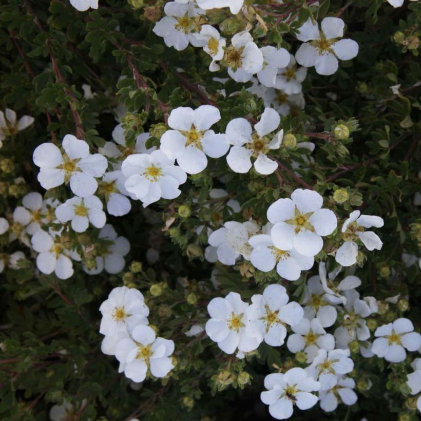 Potentilla fruticosa White Lady - Potentille arbustive (Flowering)