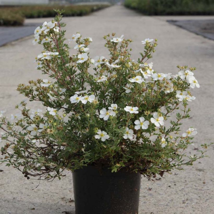 Potentilla fruticosa White Lady - Potentille arbustive (Plant habit)
