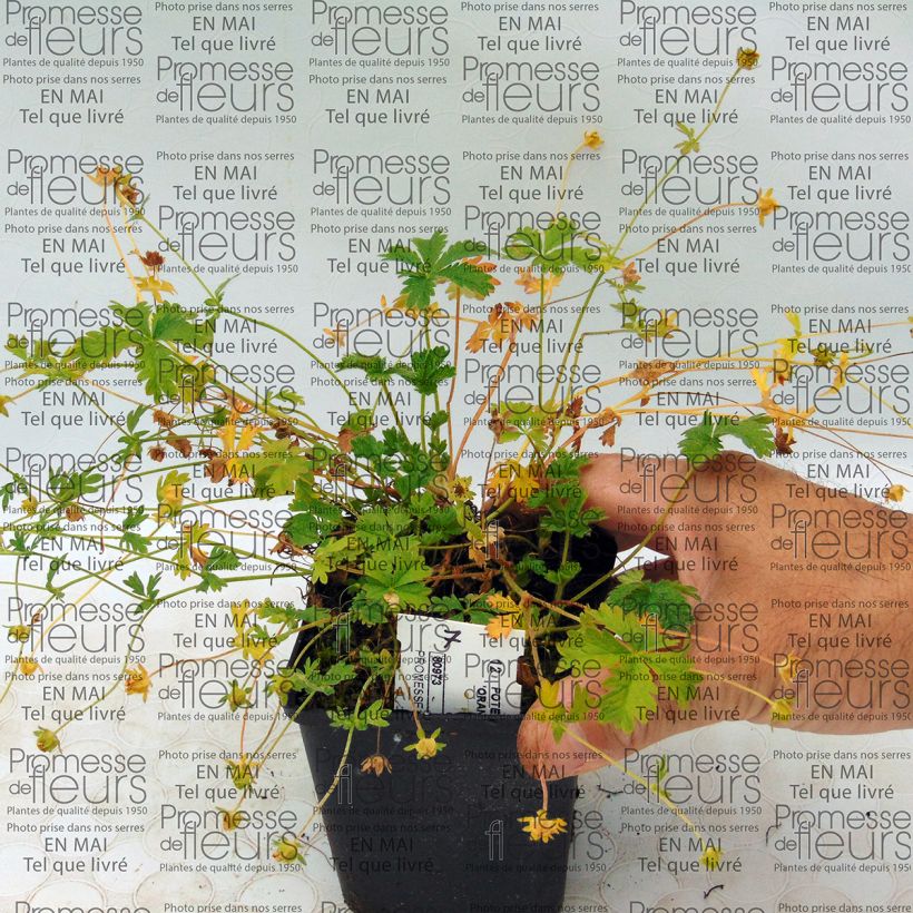 Example of Potentilla hybride Orange - Potentille vivace Godet de 8/9 cm as you get