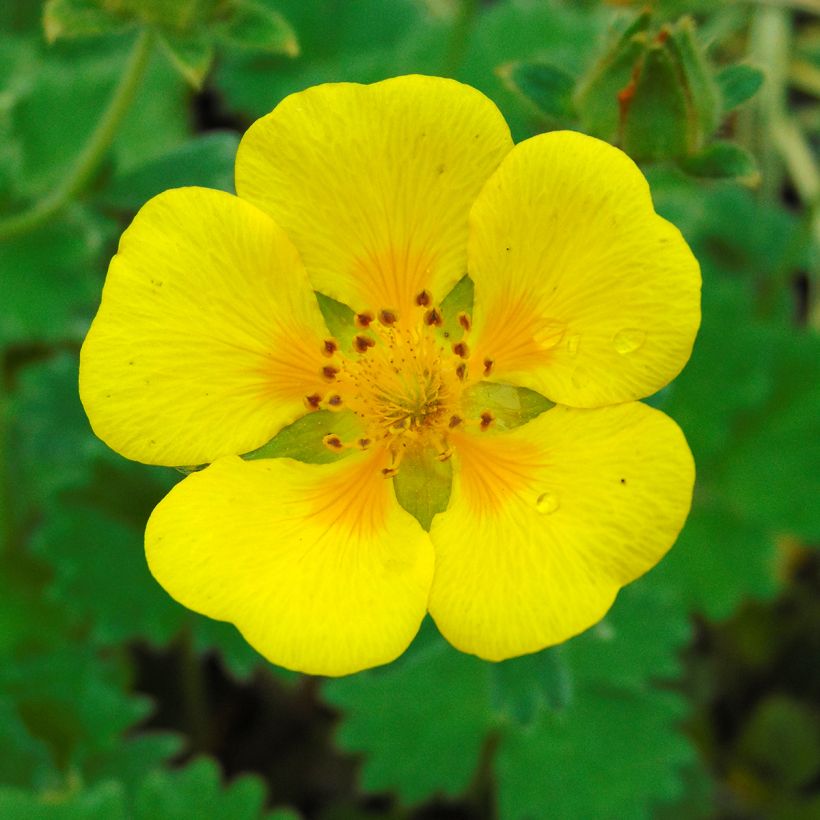 Potentilla megalantha - Potentille à grandes fleurs (Floraison)